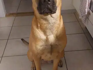 Hunde søger 