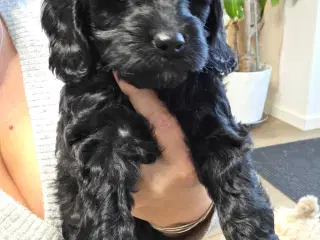 Cockapoo 