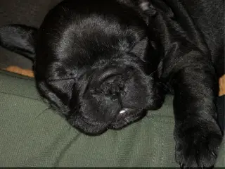 Fransk bulldog hvalpe kun 1 tilbage