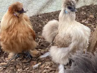 Silkie Rugeæg 