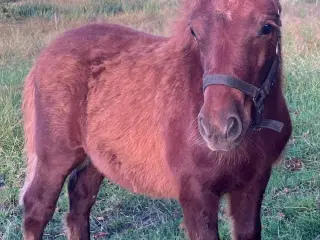 Hingsteføl med rødt hestepas, kommende travpony