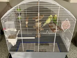 Undulater Med Bur Og Tilbehør