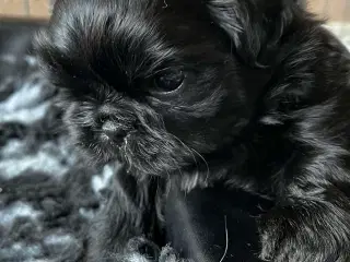 Shih Tzu hvalpe