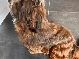 Han hund tilbydes til avl