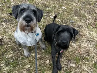 Schnauzer mellem - hvaple