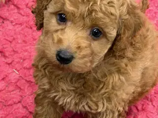 Maltipoo piger rejseklar