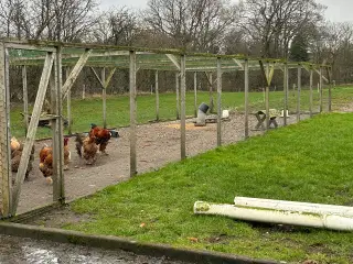 Hønsegård 
