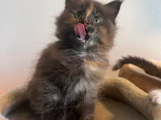 Mainecoon
