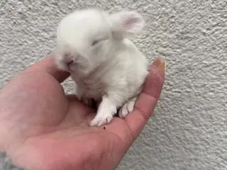 Ægte minilop - dreng - UDLANDSK