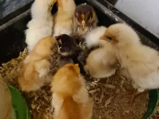 1 uge gamle kyllinger