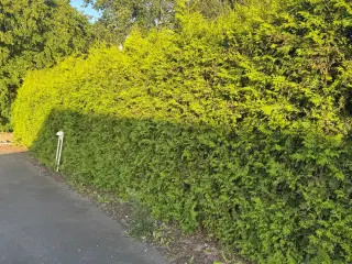 Flotte Thuja 'Brabant' til salg – perfekt til hæk!