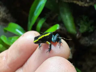 Phyllobates aurotaenia gul