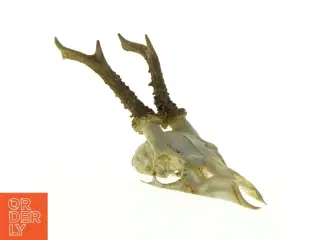 Gevir (str. Længde, 30 cm)