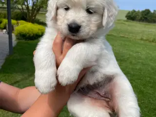 Lækreste familiehund