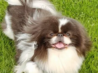 Pekingeser 