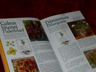 Potteplanter fra frø, løg & knolde, Ulla Dietl,