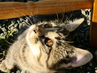 Kattekillinger 