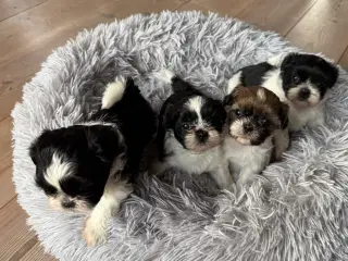 Shih Tzu-hvalpe 4 uger