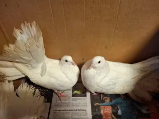 3 stk. Højstjert duer