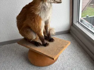 Siddende udstoppet Ræv