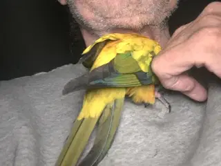 2 solparakitter