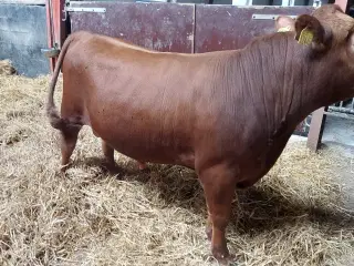 Dexter tyr søger arbejde