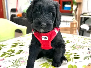Sort Mini Doodle (Goldendoodle)