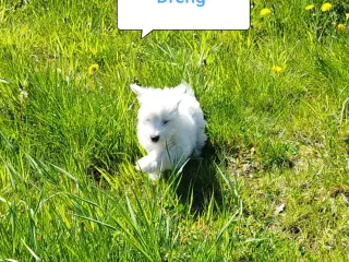 Coton de tulear