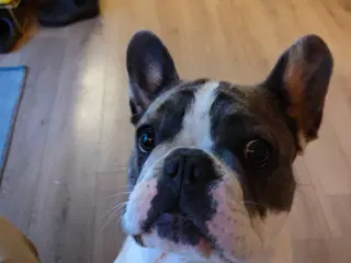 Fransk Bulldog sælges