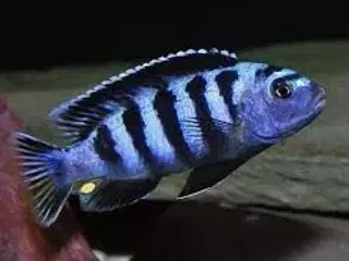 Saulosi