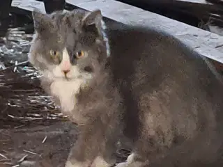 Super sød kattekilling 