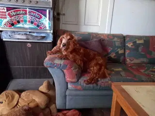  Cocker spaniel KØBS KØBES