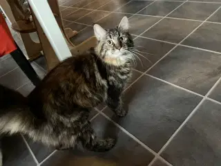 Maine coon. Læs hele annoncen 