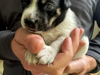 Dansk svensk gårdhund