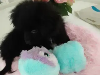Den skønneste Pomeranian-blandingshvalp