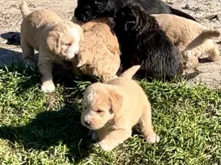 Super skønne sociale Lagotto blandinger