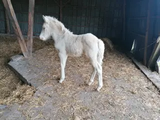Islænder palomino med blis