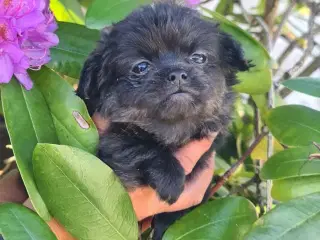 Chihuahua dreng