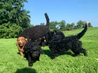 Mini Golden Doodle F1B babyer 