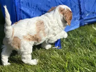 Smuk Cavapoo 