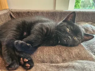 British shorthair killinger med stamtavle