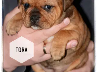 Staffordshire Bull Terrier DKK