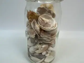 Samling skaller og konkylier