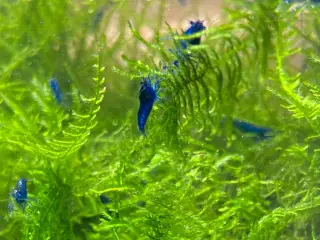 Blue Dream Neocaridina Rejer