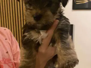 Yorkshire terrier hvalpe