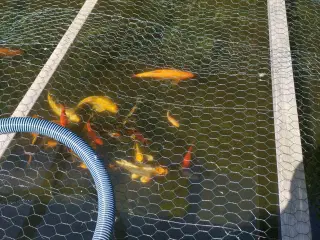 Havedam fisk, KOI OG GULEMDER 27 - 35cm