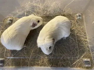 Marsvin hunner sælges