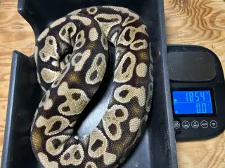 konge python 