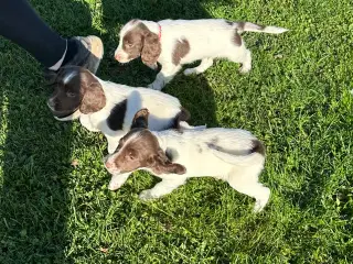 Springer Spaniel hvalpe