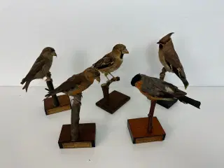Div. udstoppede småfugle (400kr pr. stk)